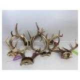 Deer Antlers (6)