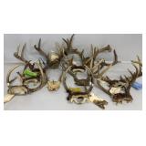 Antlers (11)