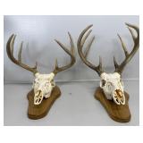 Mounted Deer Skull (2)