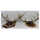 Mounted Deer Antlers (2)