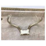 5 POINT DEER RACK