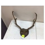 FALLOW DEER ANTLERS ON PLAQUE