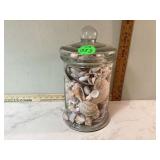 Seashells in jar Seashells in jar