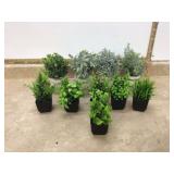 VARIOUS ARTIFICIAL PLANTS - HOME DECOR