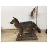 GRAY FOX MOUNT