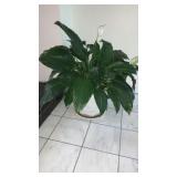 Peace Lily plant
