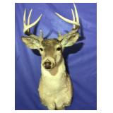 Deer head mount  9 point,