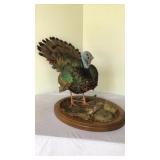 Full Tom turkey mount on base head to feet Full Tom turkey mount on base head to feet