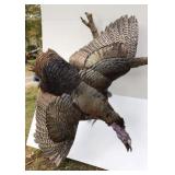 Turkey wall mount, wing  span measures 56 inches