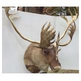 Caribou , 4ft spread Caribou , 4ft spread
