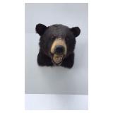 Bear head mount, measures 11 inches between ears