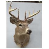 10 point mounted white tail deer head