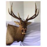 5 x 6 chocolate, bugling elk mount 5 x 6 chocolate, bugling elk mount