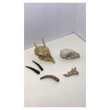 Skull with horns, approximately 5" from back of Skull with horns, approximately 5" from back of
