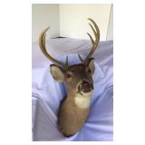 8 point whitetail wall mount, dated 1977, ear 8 point whitetail wall mount, dated 1977, ear