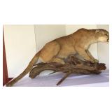 Full size Mountain lion/ measures approximately Full size Mountain lion/ measures approximately