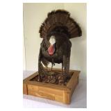 Full size Tom turkey mount in cedar box display, Full size Tom turkey mount in cedar box display,