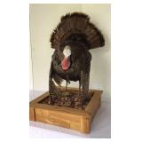 Full size Tom turkey mount in cedar box display,