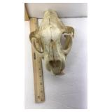 Bear skull, measuring approximately 6 inches