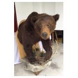 Wall hanging Half  brown bear mount on cliff