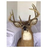 Wall mounted deer head, 10 point 17 inch spread