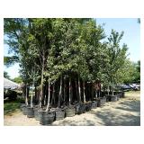 maple trees 
