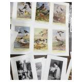 Art, Bird, Plants pictures Classroom Teacher
