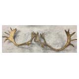 Moose Antlers 90in Spread