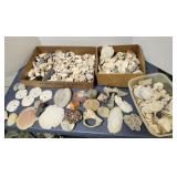 Sea Shells, all styles, large amount