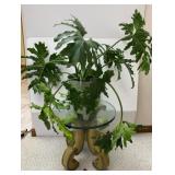 Giant Split Leaf Philodendron