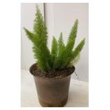 Potted Asparagus Fern