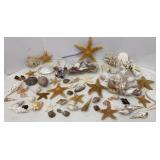 High Quality Seashell collection