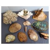 Abalone Paua Shell, Mushroom Coral & Shells