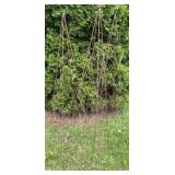 Wire Pyramid Trellis