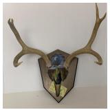 Whitetail Buck Antler Mount