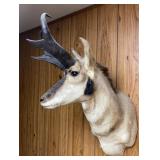 Prong Horn Sheep Mount