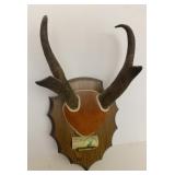 Prong Horn Sheep Antler Mount