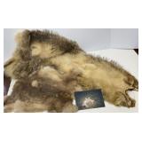 Coyote & Rabbit Hide