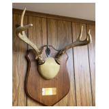 White Tail Buck Atler Mount