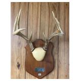 Whitetail Buck Antler Mount