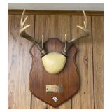 Whitetail Buck Antler Mount