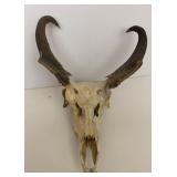 Prong Horn Ram Skull