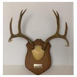 Buck Deer Antler Mount