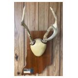 Whitetail Buck Antler Mount