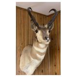 Prong Horn Ram Mount