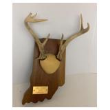 Whitetail Buck Antler Mount