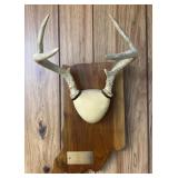 Whitetail Buck Antler Mount