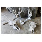 Cow Skulls & Deer Antler, very old
