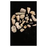 Several fossil specimens