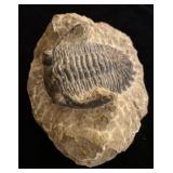Metacanthina Trilobite fossil